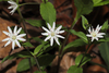Star Chickweed - Photo (c) Flown Kimmerling, all rights reserved, uploaded by Flown Kimmerling