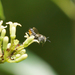 Megachile subrixator - Photo (c) Yu Jun, todos los derechos reservados, subido por Yu Jun