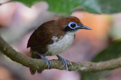 Bicolored Antbird
