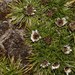 Rockhausenia caespitosa - Photo (c) Ruth Ripley, כל הזכויות שמורות, הועלה על ידי Ruth Ripley