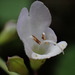 Salvia keitaoensis - Photo (c) naturalistchu, כל הזכויות שמורות, הועלה על ידי naturalistchu