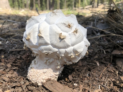 Sculpted Puffball