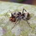 Polyrhachis illaudata - Photo (c) 江仲民, all rights reserved, uploaded by 江仲民