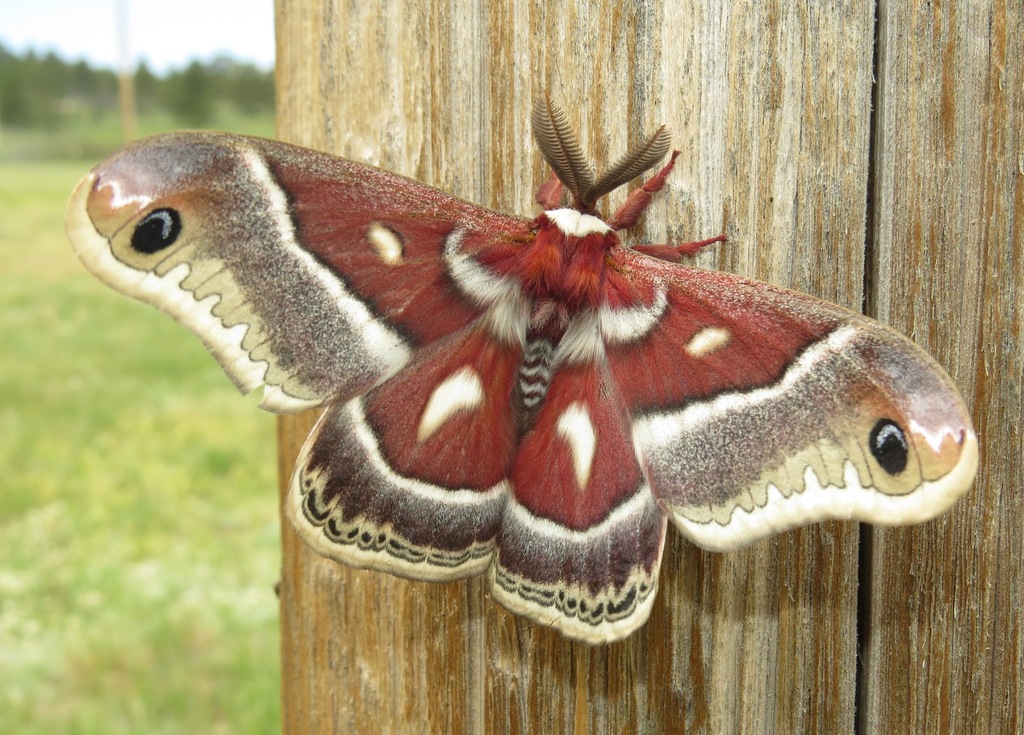 Columbia Silk Moth