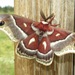 Glover's Silkmoth - Photo (c) Eric Eaton, all rights reserved, uploaded by Eric Eaton