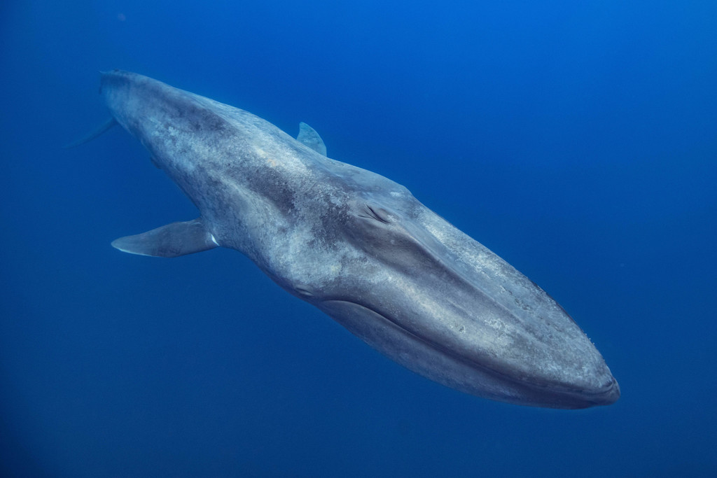 Pygmy Blue Whale in April 2019 by Stas Zakharov · iNaturalist