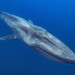 Blue Whale - Photo (c) Stas Zakharov, all rights reserved, uploaded by Stas Zakharov