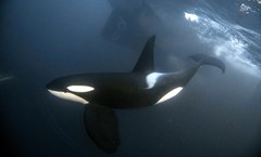 Orca
