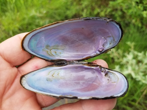 Western Pearlshell