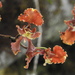 Cyrtochilum serratum - Photo (c) rudygelis, all rights reserved