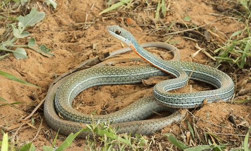 Schott's Whipsnake
