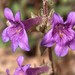 Zion Beardtongue - Photo (c) Steve McKee, all rights reserved, uploaded by Steve McKee
