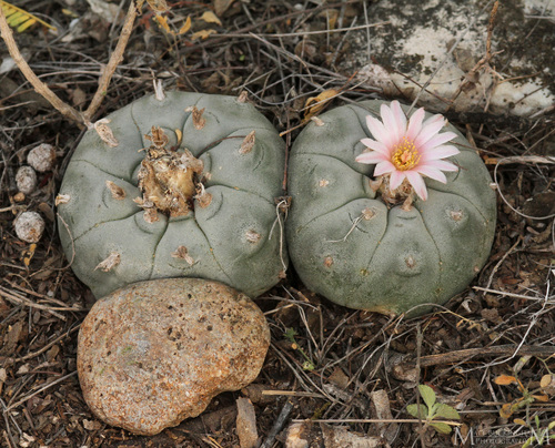 Peyote