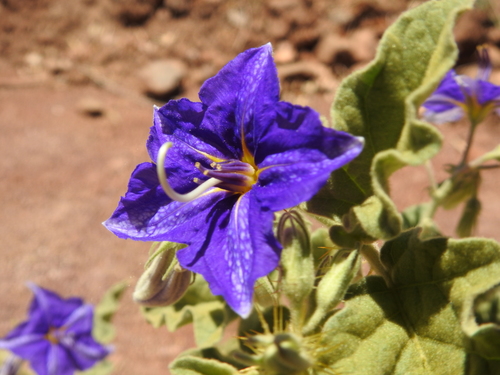 Sierra Madre nightshade