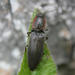 Agriotes fucosus - Photo (c) Cody Hough, all rights reserved, uploaded by Cody Hough