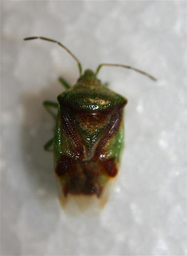 Red-cross Shield Bug