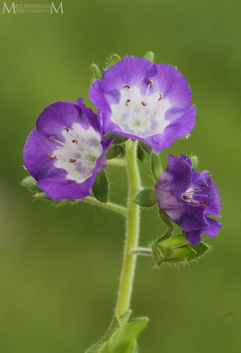 Phacelia patuliflora var. austrotexana