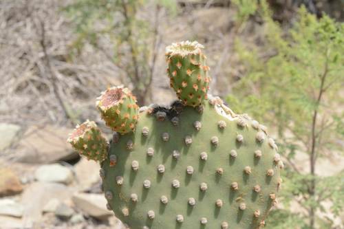 Blind Prickly Pear (Subspecies Opuntia microdasys rufida) · iNaturalist