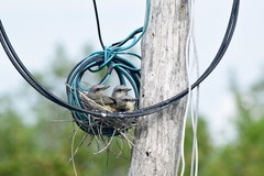 Tropical Kingbird