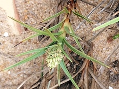 Image of Cyperus pedunculatus