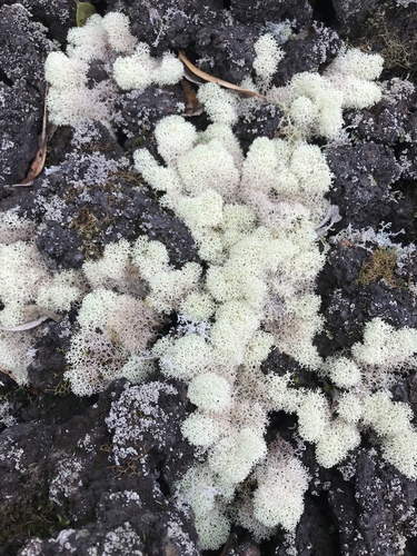 Fuzzy Reindeer Lichen