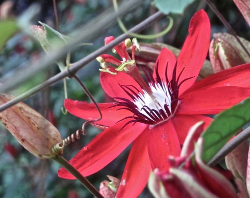Passiflora image