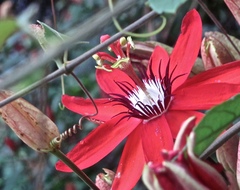 Image of Passiflora coccinea