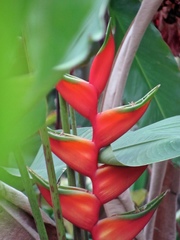 Heliconia bihai image
