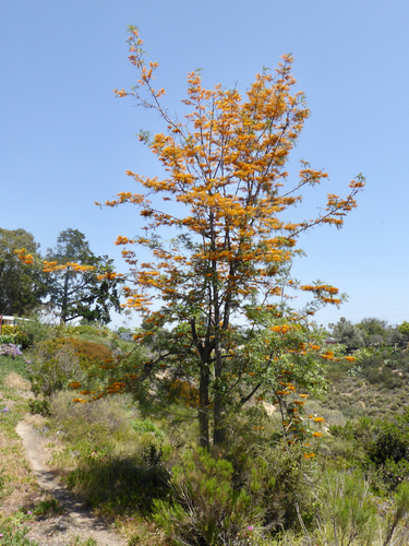 silk oak
