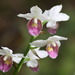 Gastrorchis pulchra - Photo (c) Thorhold Souilljee, all rights reserved, uploaded by Thorhold Souilljee