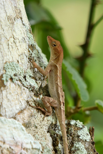 Lesser Scaly Anole
