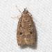 Dotted Leaftier Moth - Photo (c) Timothy Reichard, all rights reserved