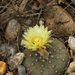 Sand-dollar Cactus - Photo (c) mattbuckingham, all rights reserved, uploaded by mattbuckingham