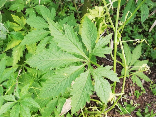 Slipper gourd | Native Nature