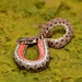Kirtland's Snake - Photo (c) Kyran Leeker, all rights reserved, uploaded by Kyran Leeker