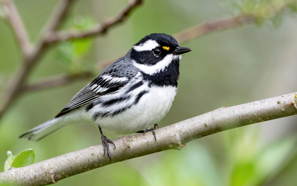 Black-throated Gray Warbler photo