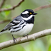Black-throated Gray Warbler - Photo (c) Mason Maron, all rights reserved, uploaded by Mason Maron
