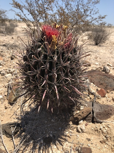Ferocactus peninsulae