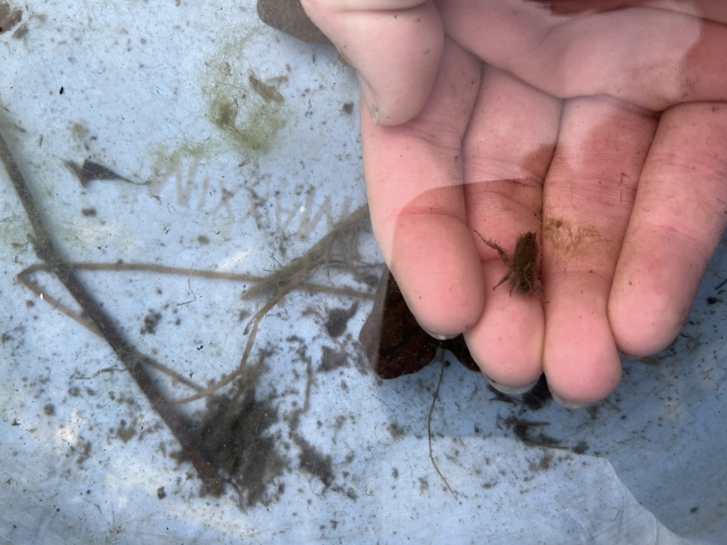 Libelluloidea from E Montague Rd, Rockford, IL, US on May 02, 2022 at