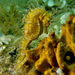 Observation photo