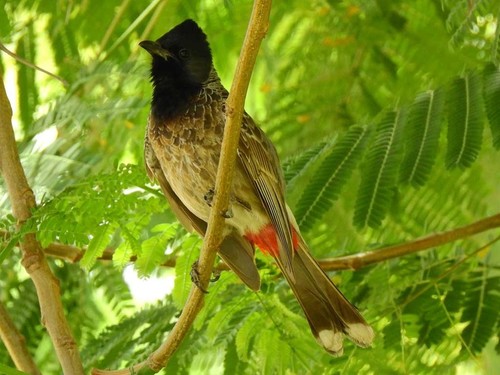 Red-vented Bulbul