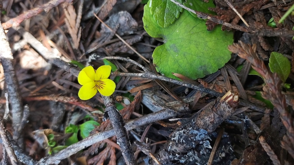 Roundleaf Violet western roundleaf violet from Harvard, ID 83834, USA on May 2, 2022 at ...