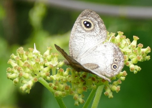 Silver Ringlet