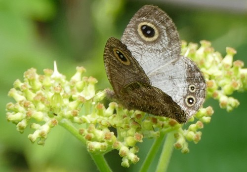 Silver Ringlet