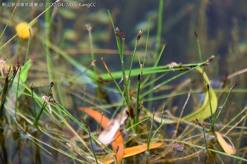 Eleocharis congesta