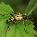 Spotted Longhorn Beetle - Photo (c) Henk Wallays, all rights reserved, uploaded by Henk Wallays