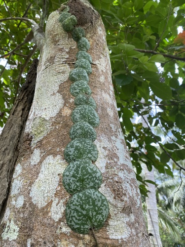 Hoya imbricata