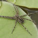 Striped Fishing Spider - Photo (c) Cody Hough, all rights reserved, uploaded by Cody Hough