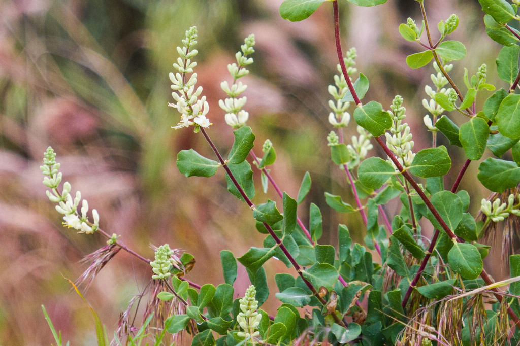 Southern Honeysuckle (Lonicera subspicata)  iNaturalist