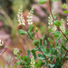 Lonicera subspicata - Photo (c) BJ Stacey, todos los derechos reservados